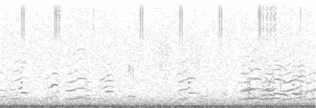 Малая канадская казарка (leucopareia) - ML145650321
