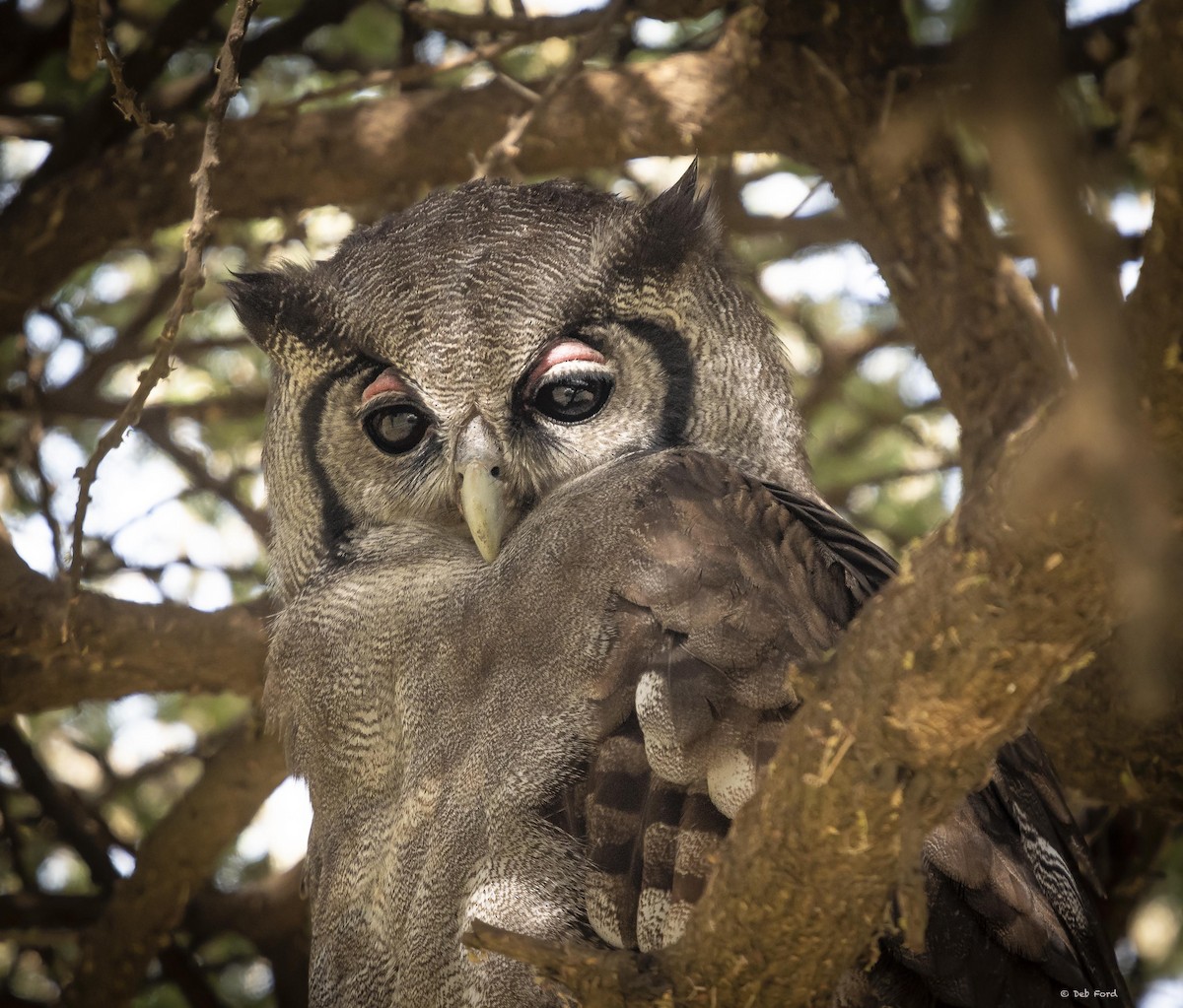 Verreaux's Eagle-Owl - Deb Ford