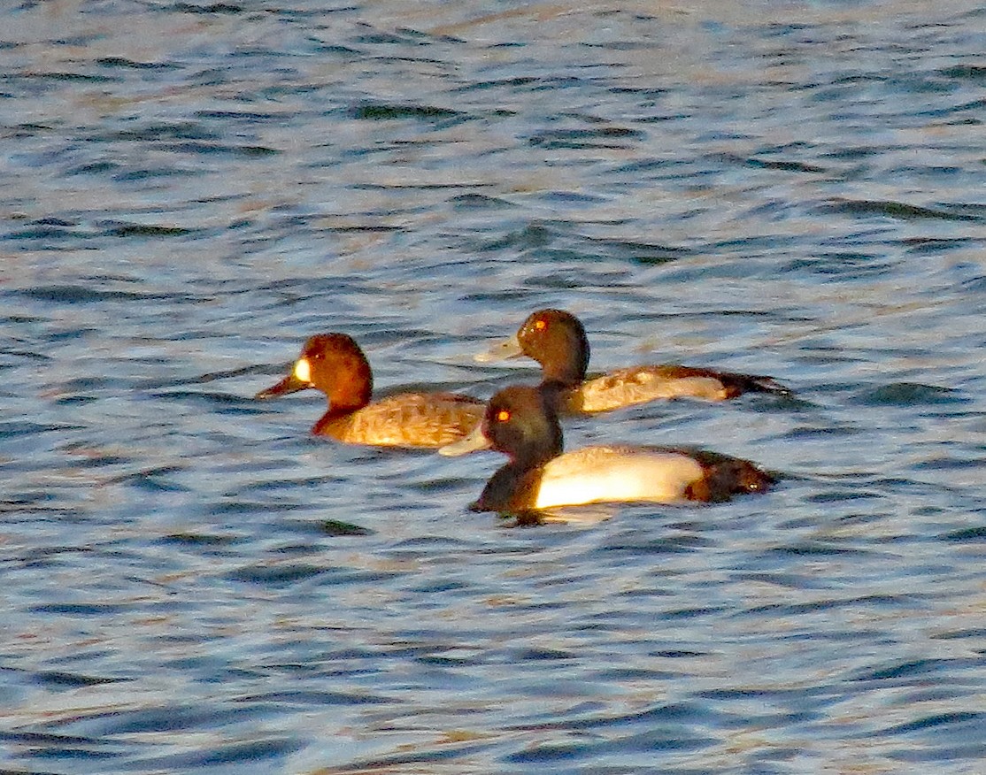 Greater Scaup - Don Gorney