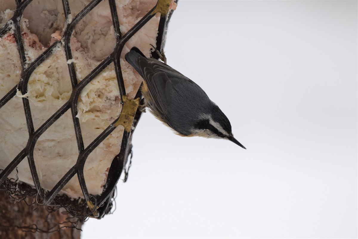 Red-breasted Nuthatch - ML145657151