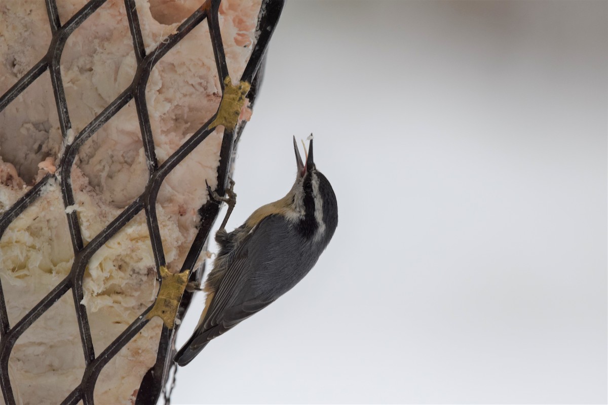 Red-breasted Nuthatch - ML145657171