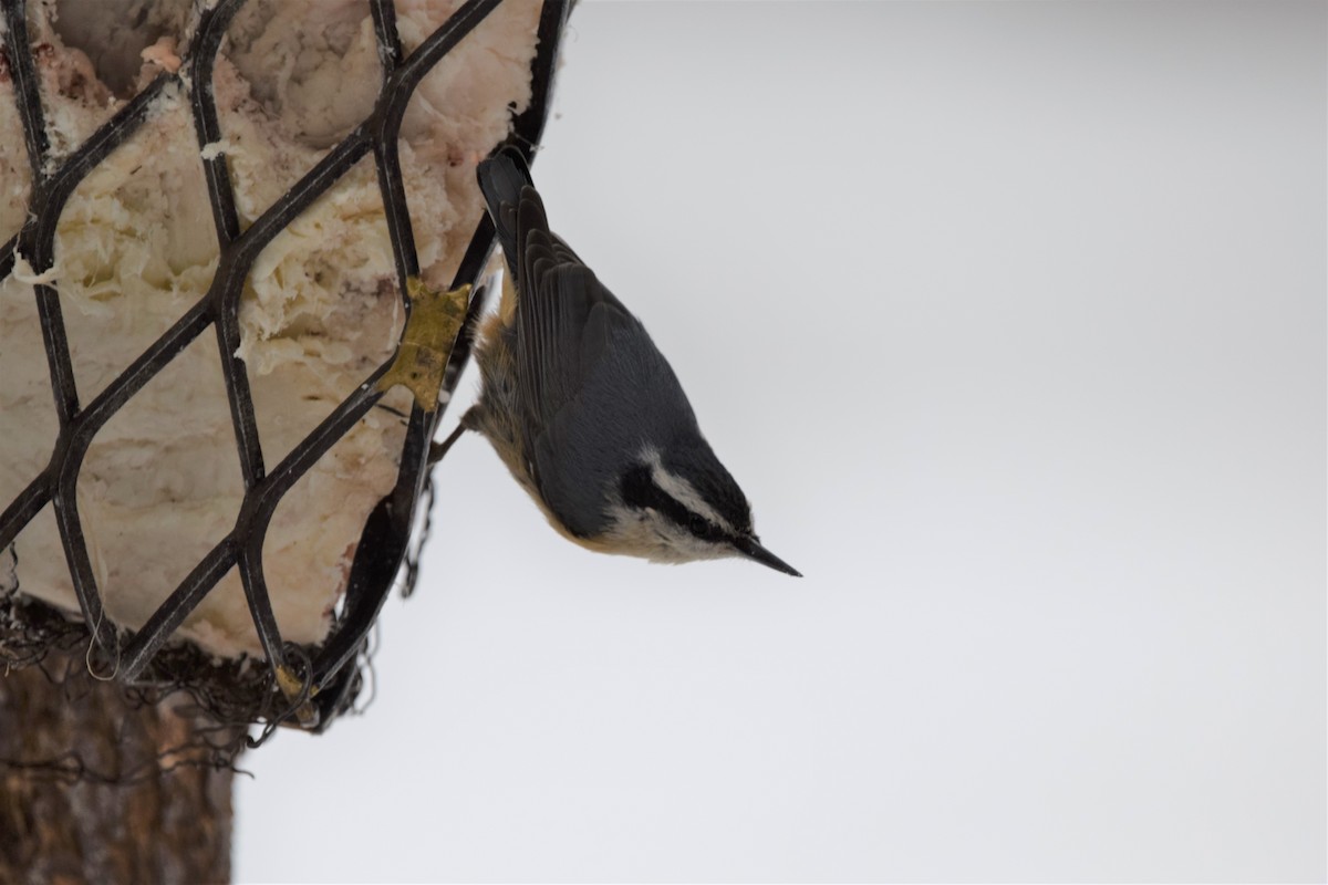 Red-breasted Nuthatch - ML145657181