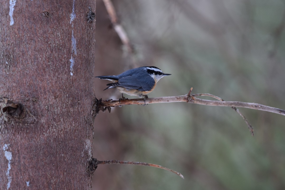 Red-breasted Nuthatch - ML145657261