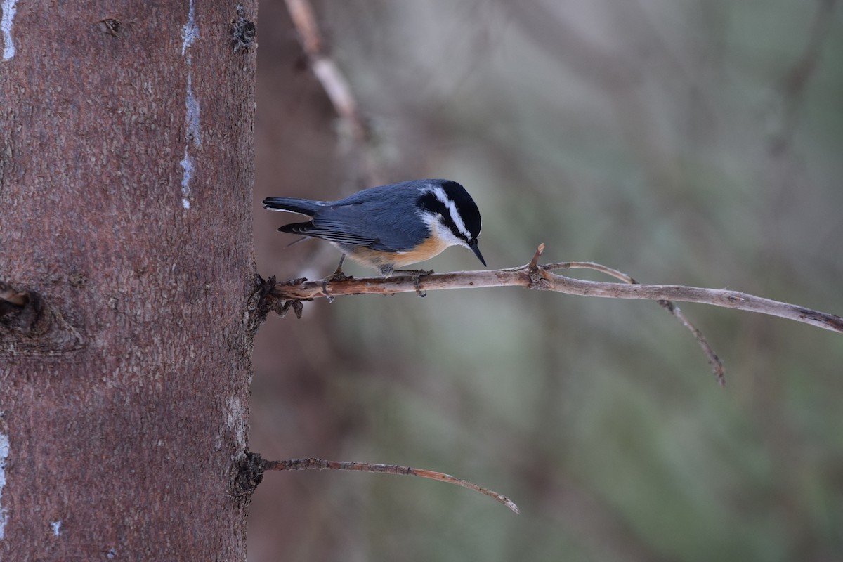 Red-breasted Nuthatch - ML145657271