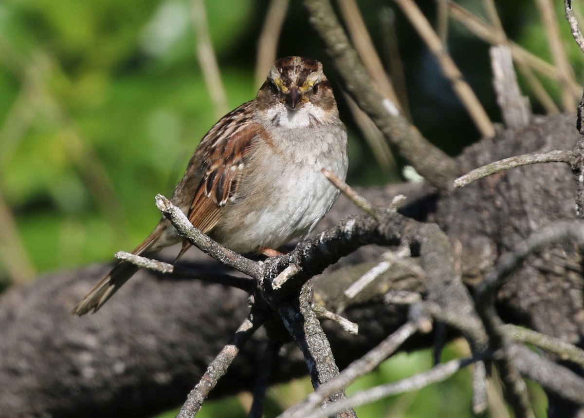 White-throated Sparrow - Dean LaTray