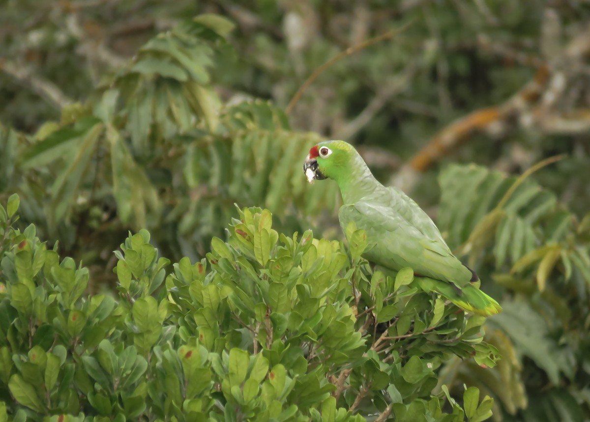 Red-lored Parrot (Diademed) - ML145658681