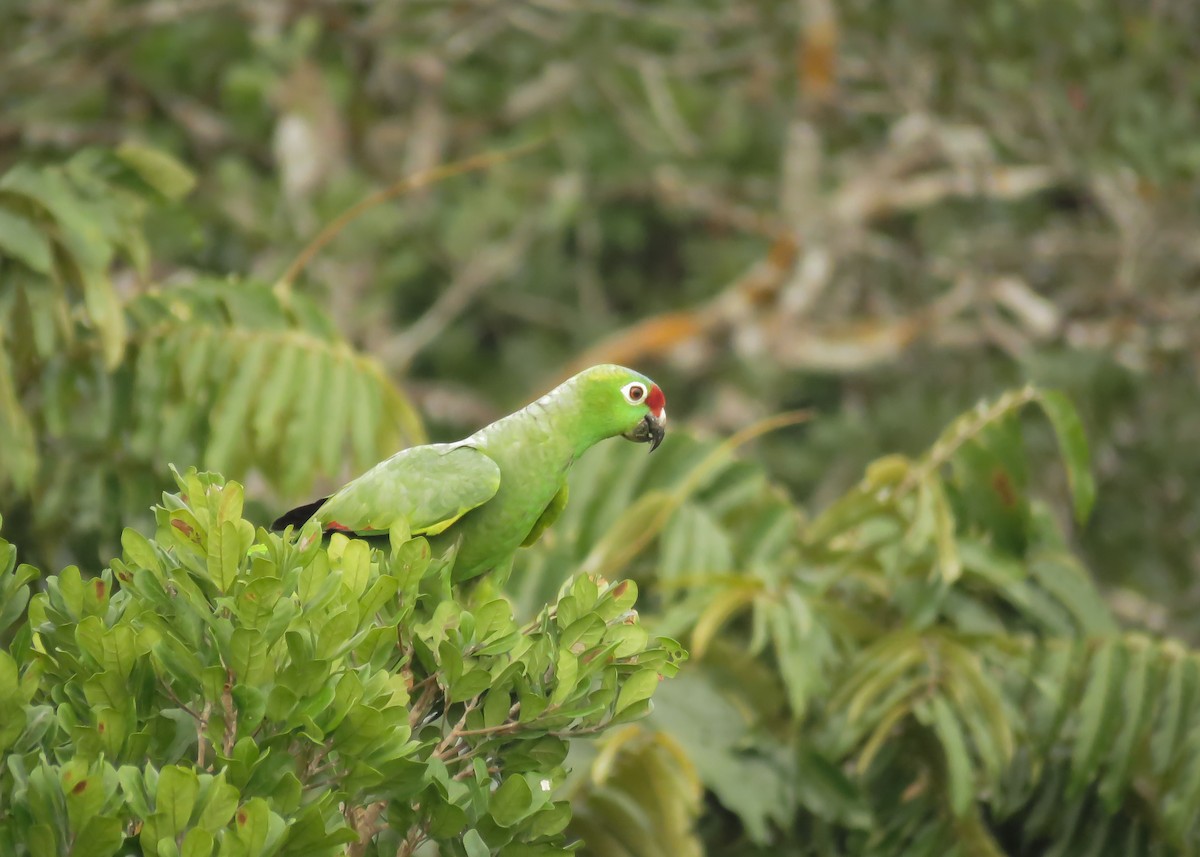 Red-lored Parrot (Diademed) - ML145658701