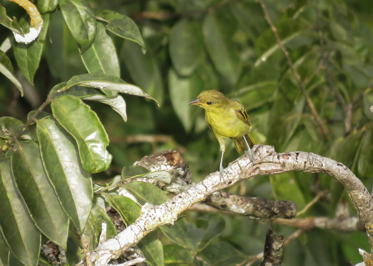 Yellow-backed Tanager - ML145658851