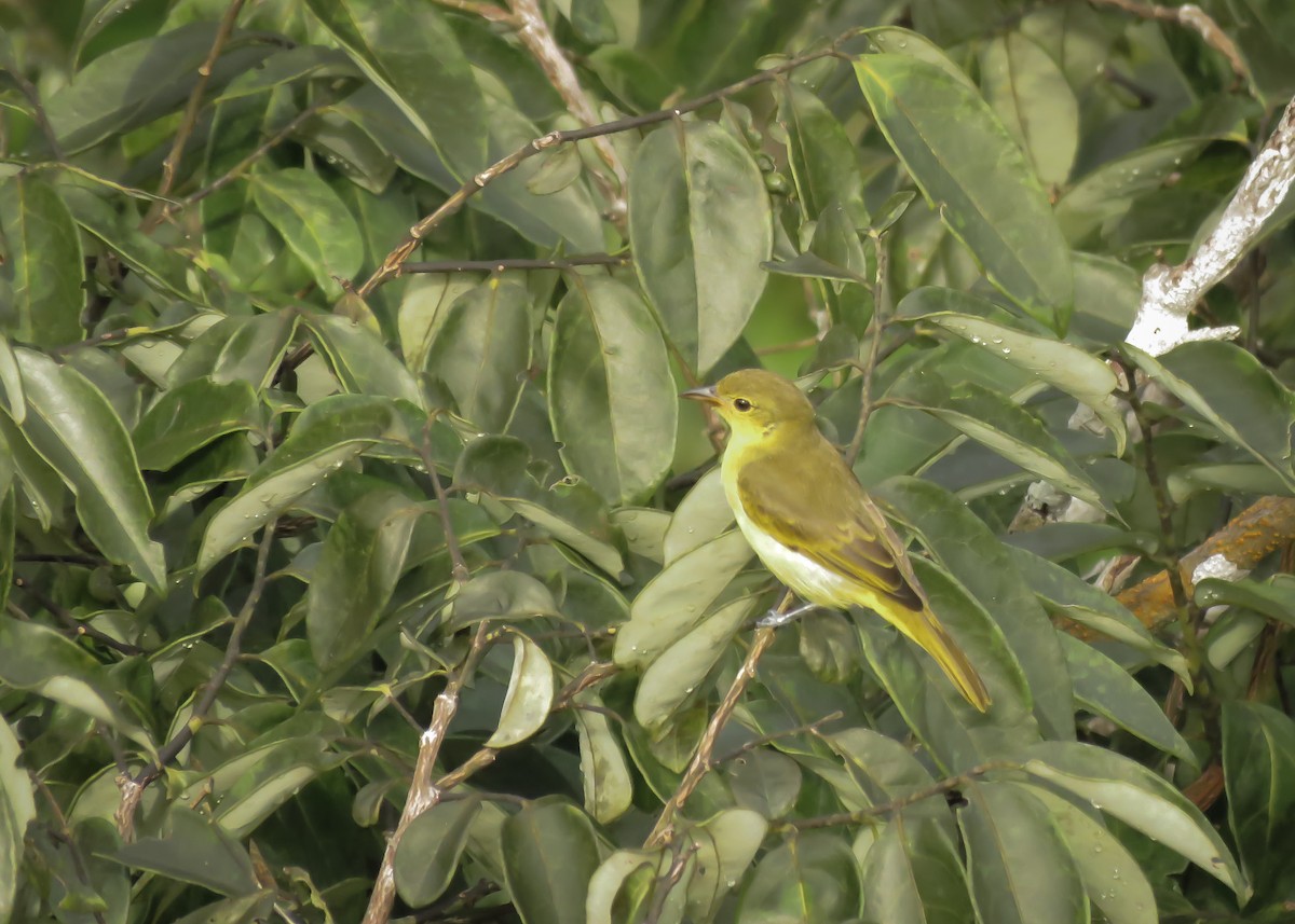Yellow-backed Tanager - ML145658861