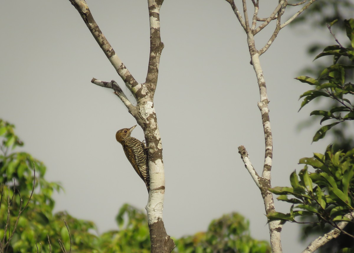 Golden-collared Woodpecker - Arthur Gomes