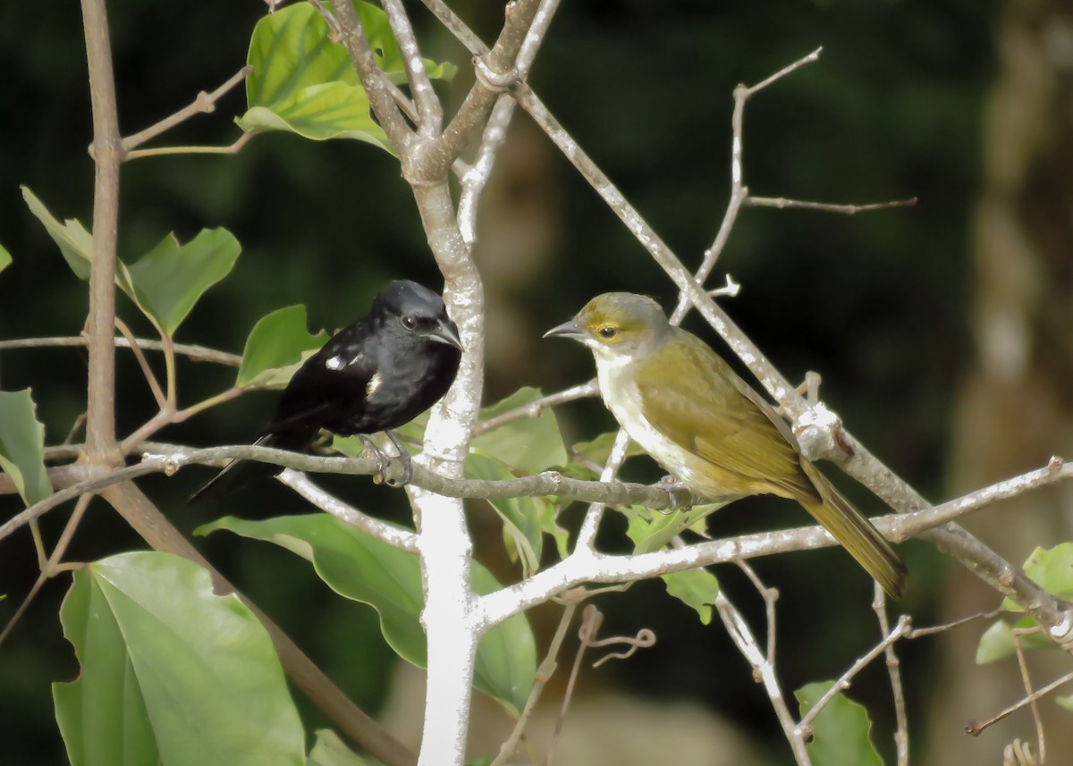 Fulvous-crested Tanager - ML145659001