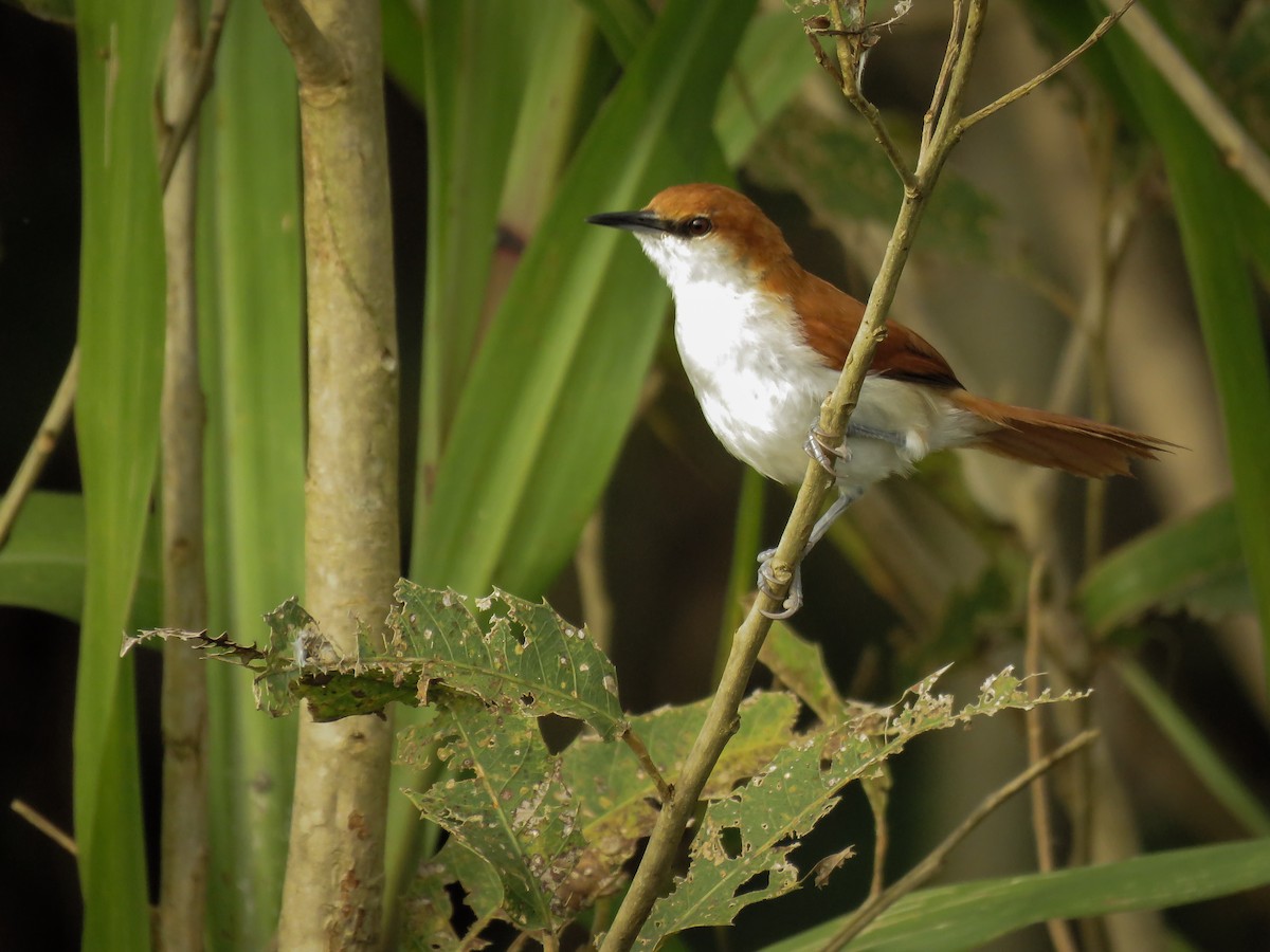 Red-and-white Spinetail - ML145659911