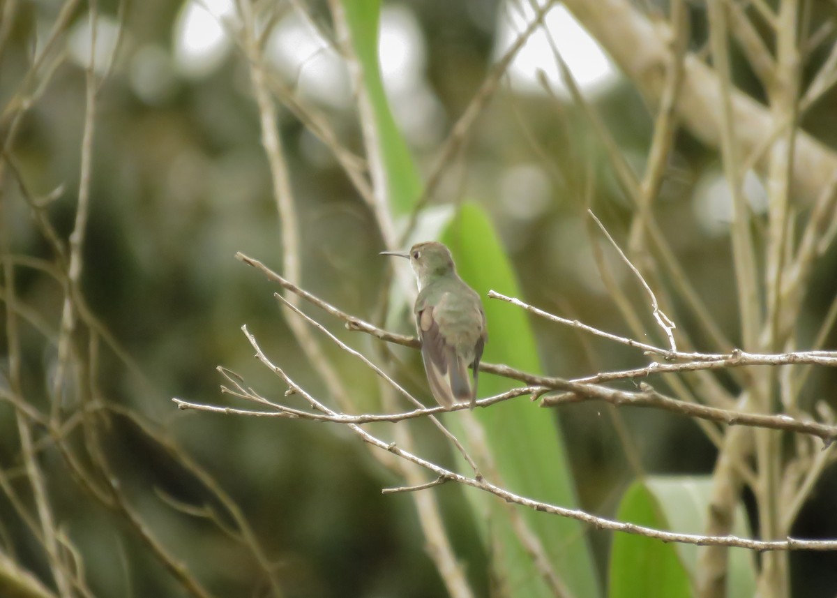 Olive-spotted Hummingbird - ML145660641