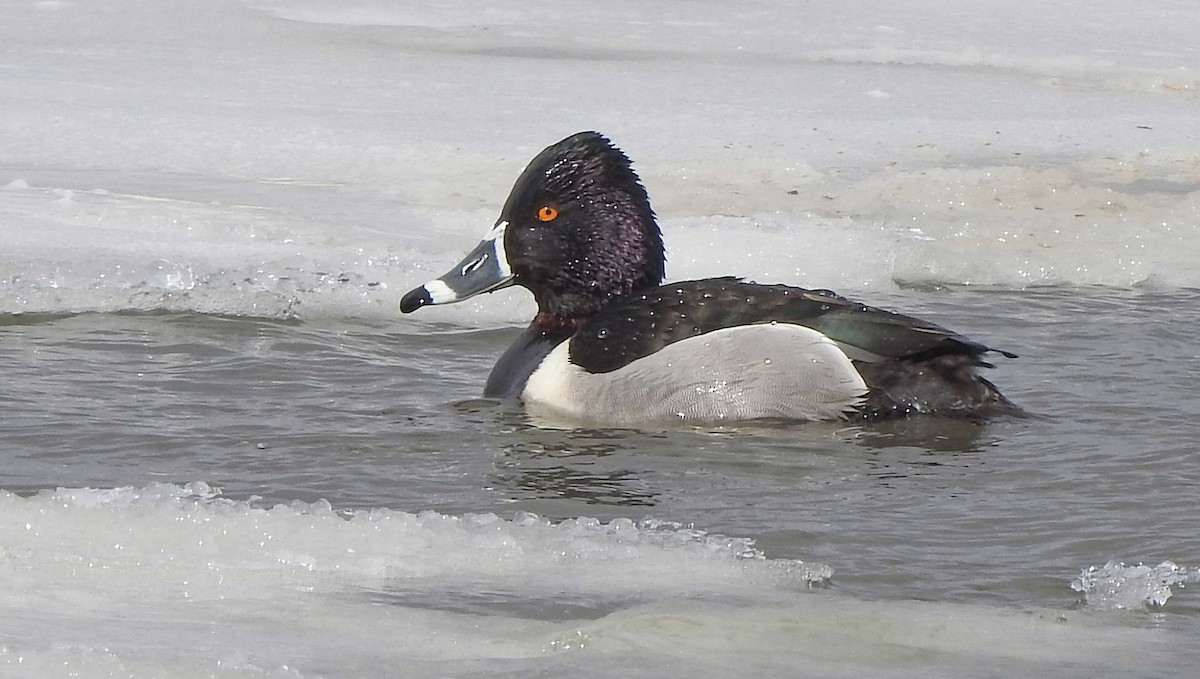 Ring-necked Duck - Jean Iron