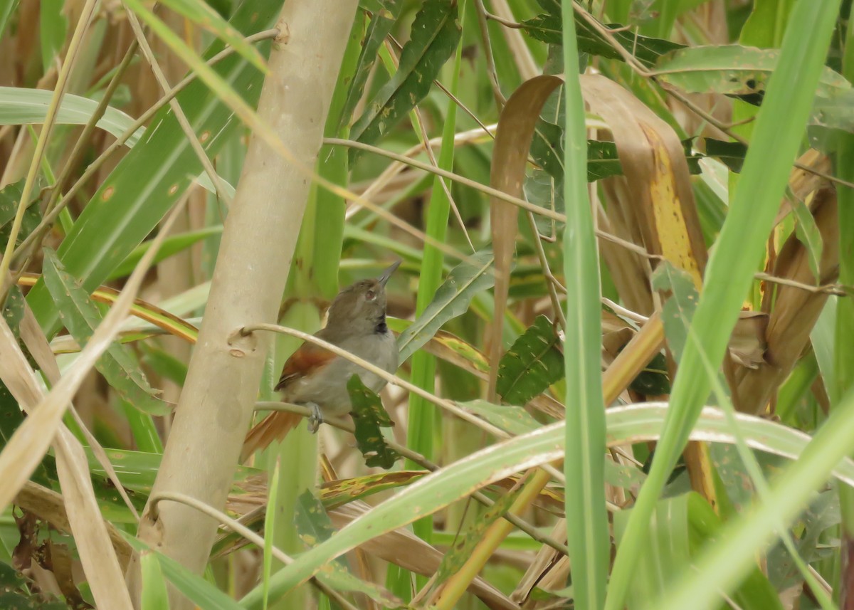 White-bellied Spinetail - Arthur Gomes