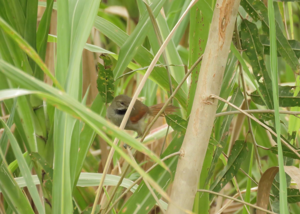 White-bellied Spinetail - ML145660981