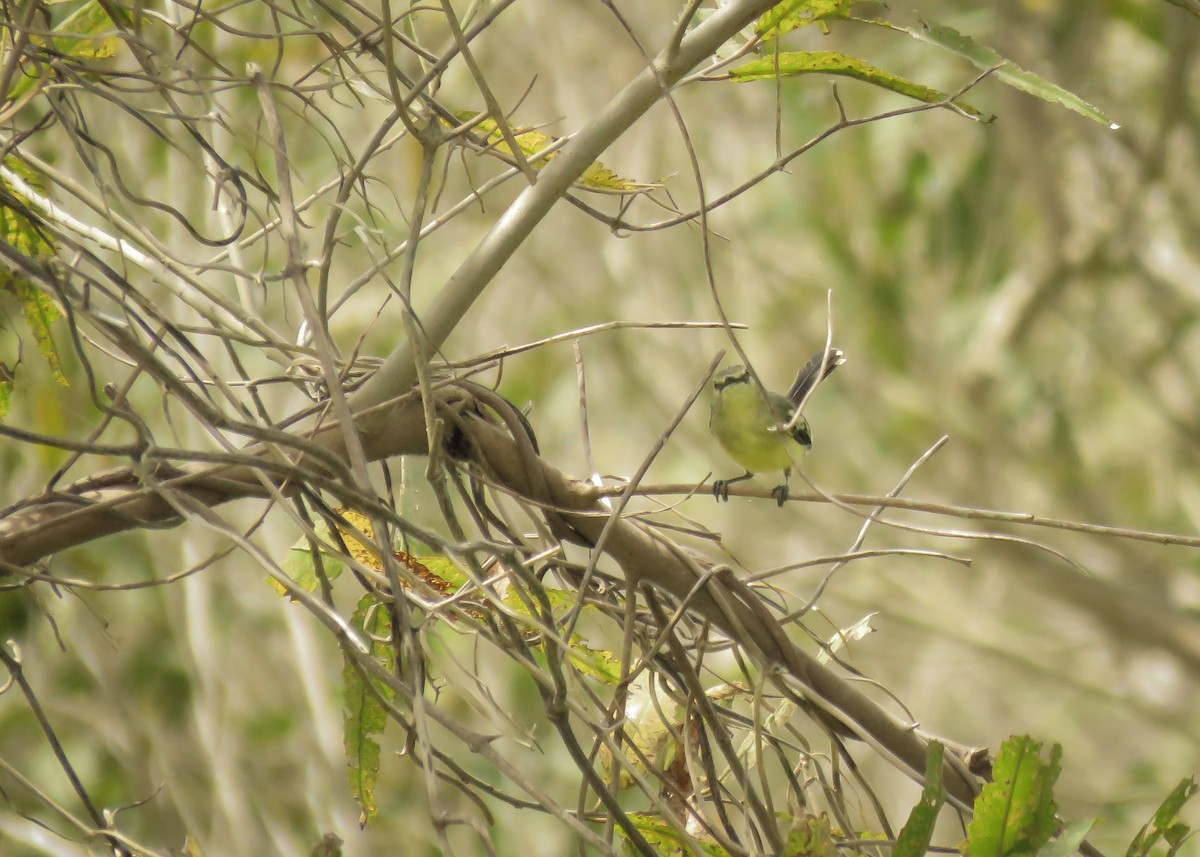 Lesser Wagtail-Tyrant - ML145661241