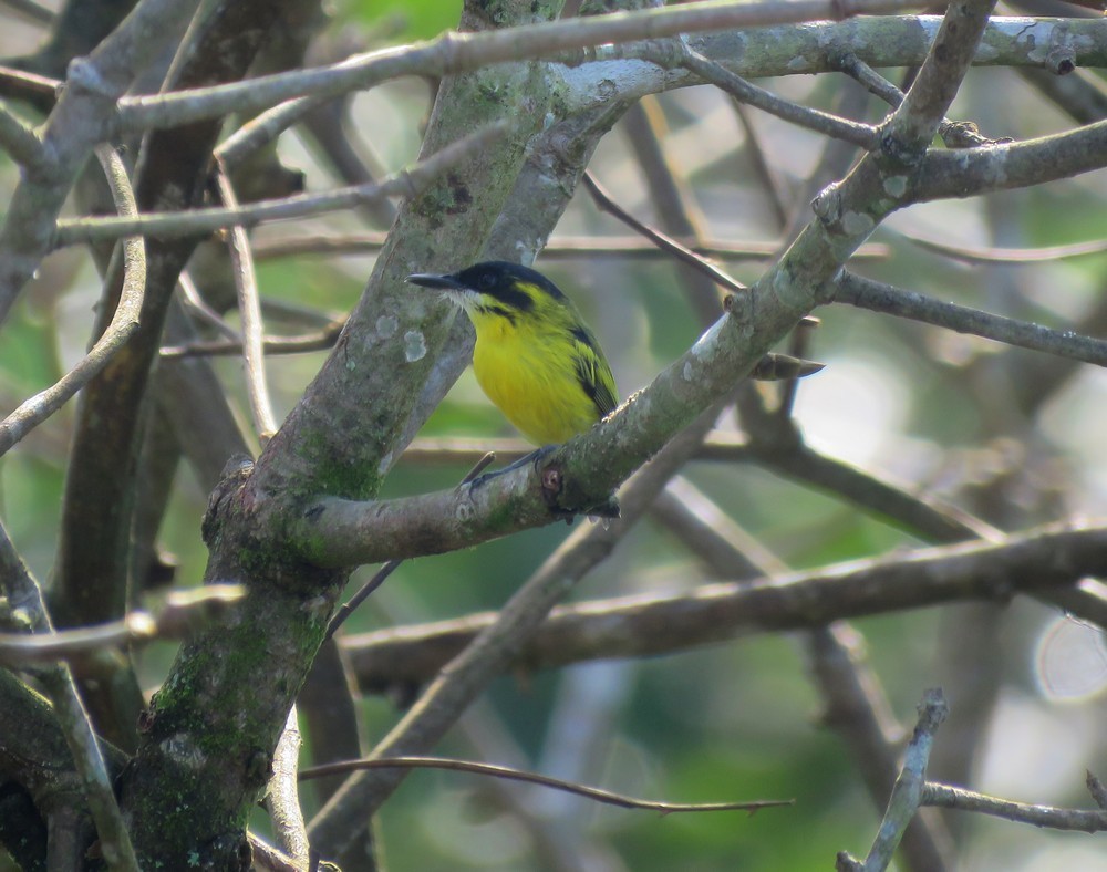 Yellow-browed Tody-Flycatcher - Sidnei Dantas