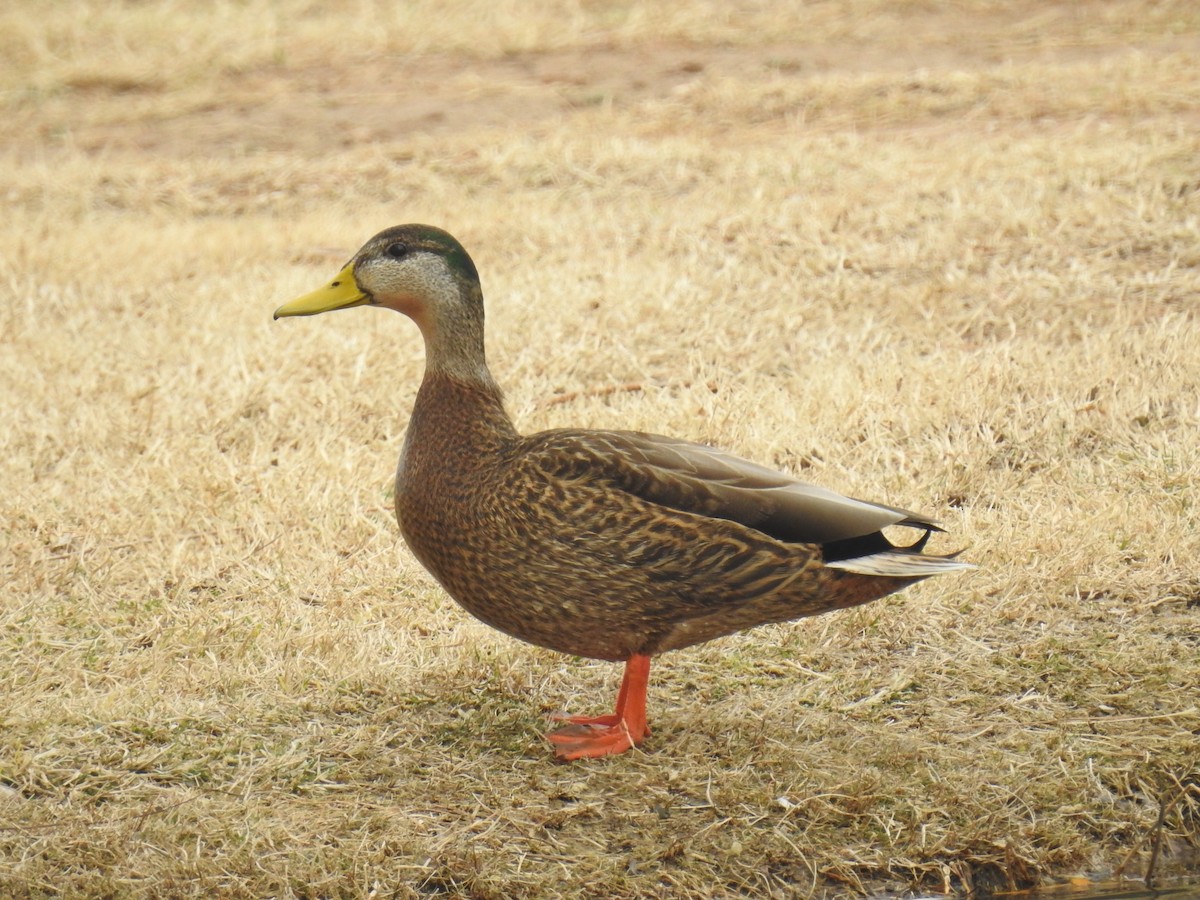 Mallard x Mexican Duck (hybrid) - Bob Nieman