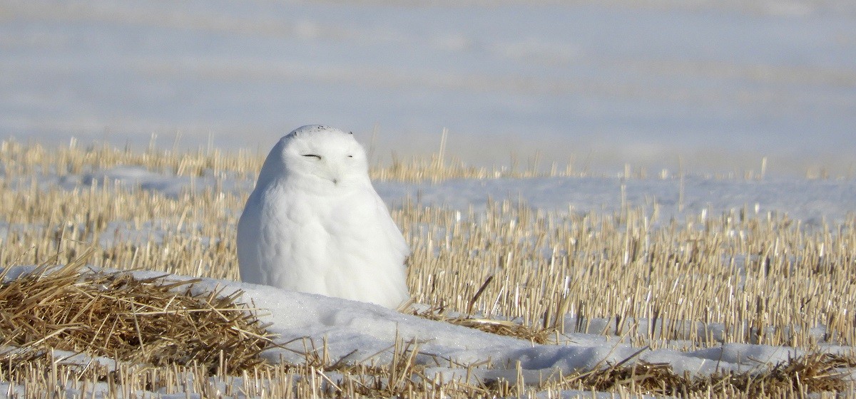 Snowy Owl - ML145665571