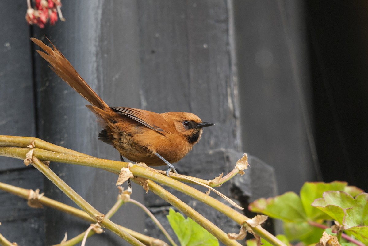 Black-throated Spinetail - ML145665951