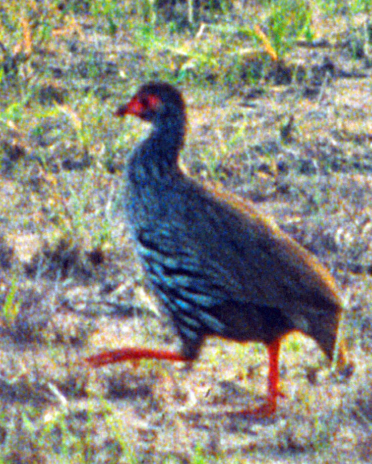 Red-necked Spurfowl - ML145668131