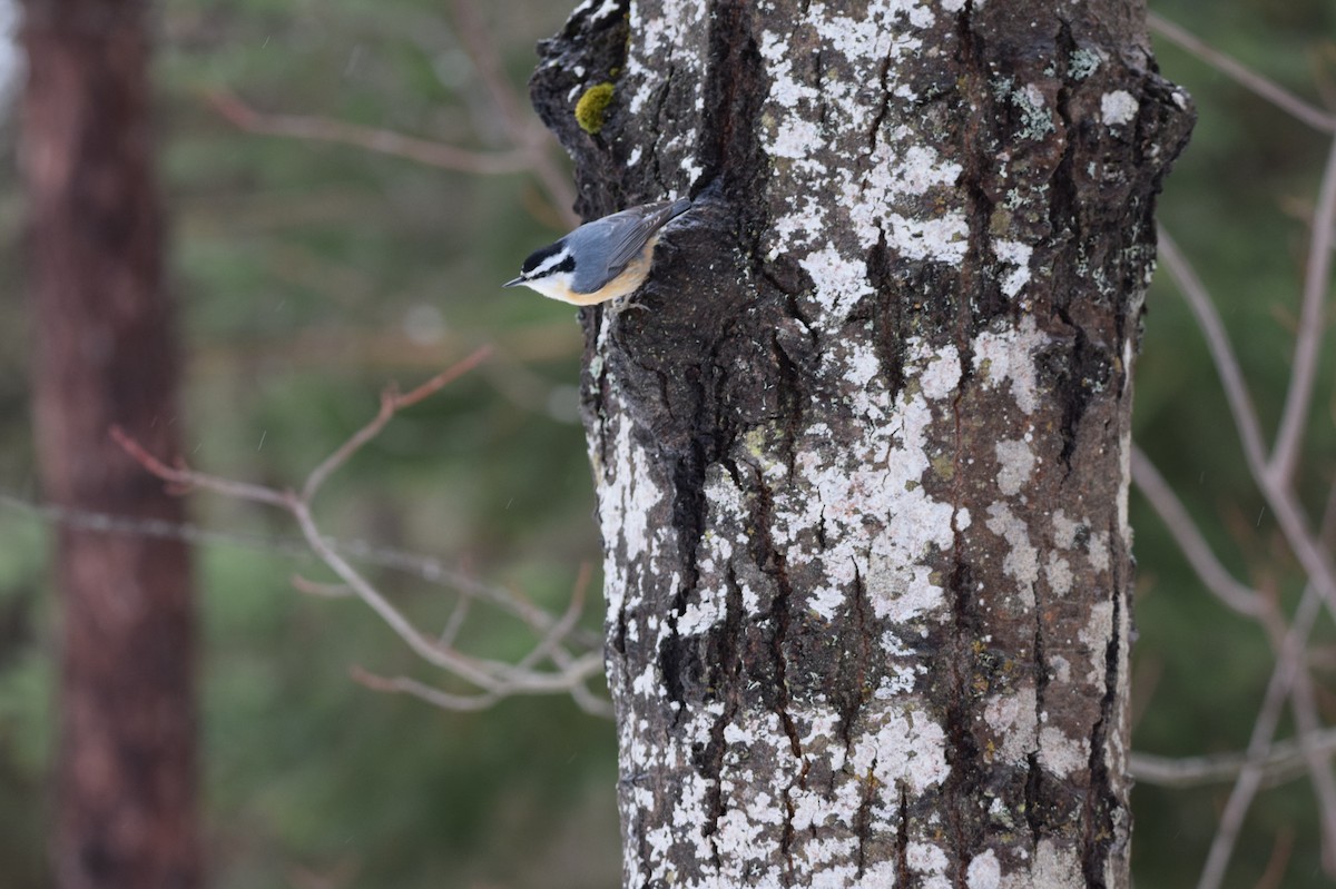 Red-breasted Nuthatch - Malory Owen
