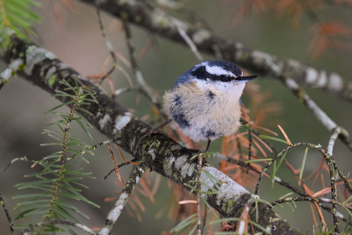 Red-breasted Nuthatch - ML145668411
