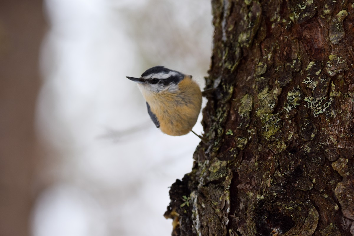 Red-breasted Nuthatch - ML145668441