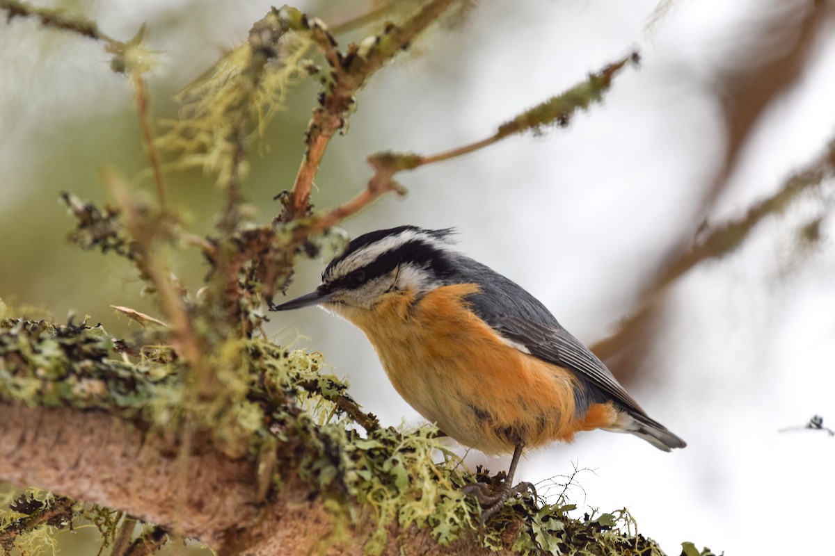 Red-breasted Nuthatch - ML145668451