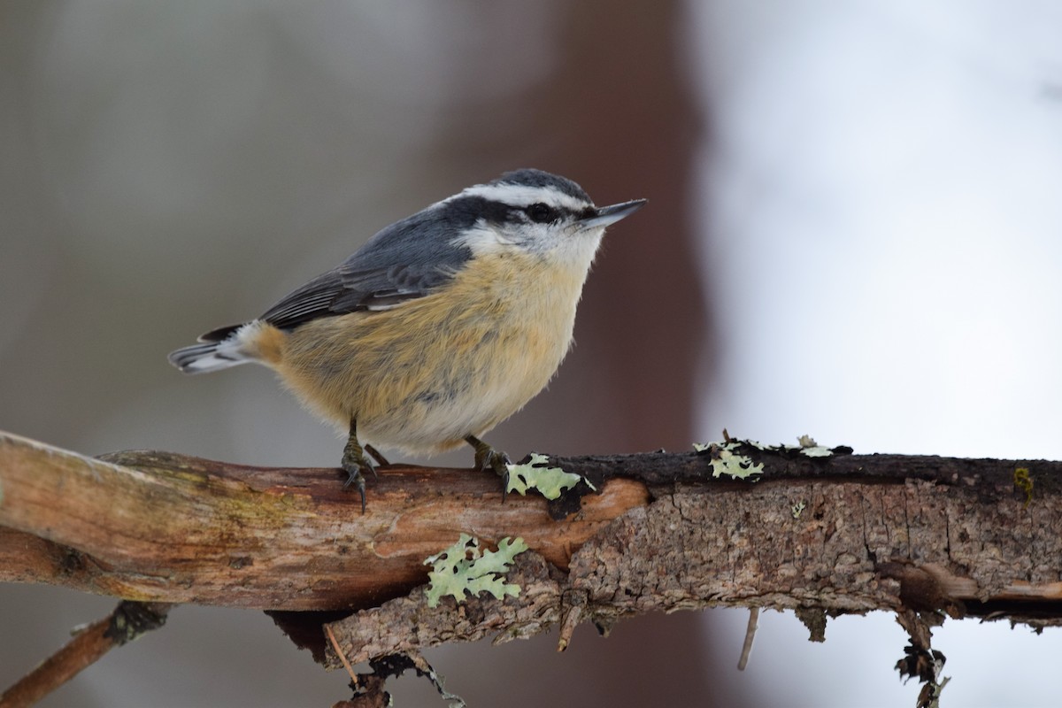 Red-breasted Nuthatch - ML145668461