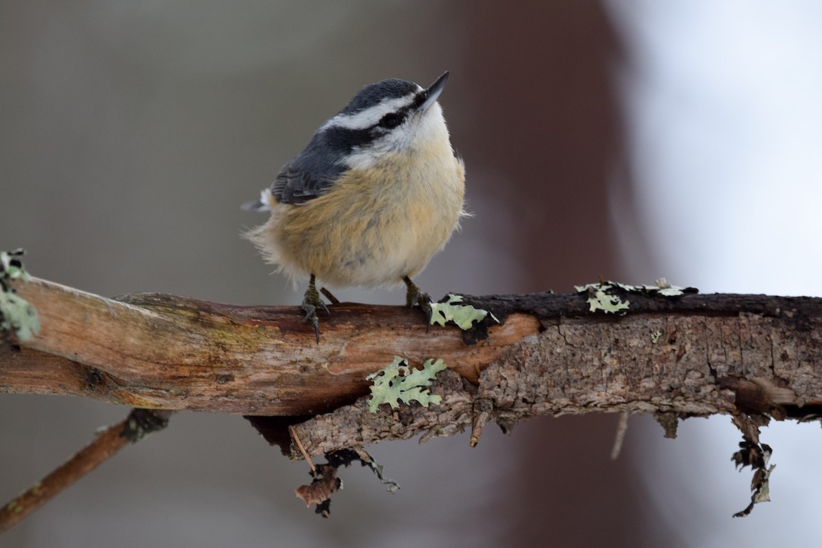 Red-breasted Nuthatch - ML145668481