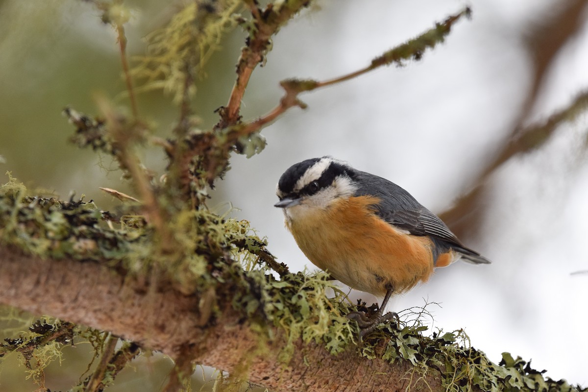 Red-breasted Nuthatch - ML145668491