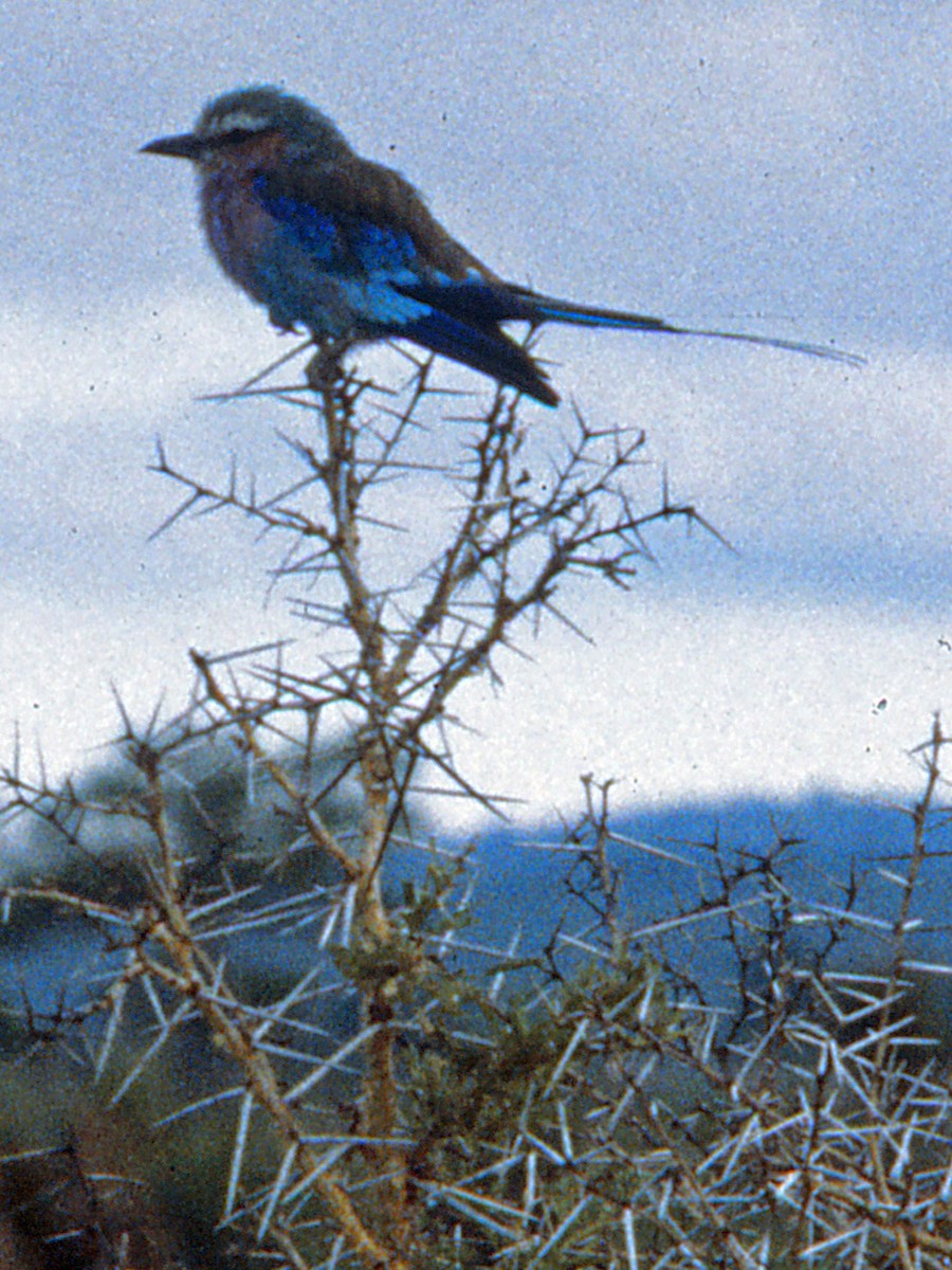 Lilac-breasted Roller - Diane Thomas