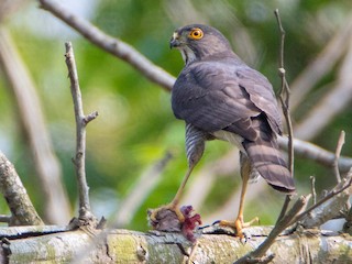 鷹と松　 楽天市場】シンセイ 鳥追い まいっ鷹 ポール竿付 防鳥 防獣 タカ
