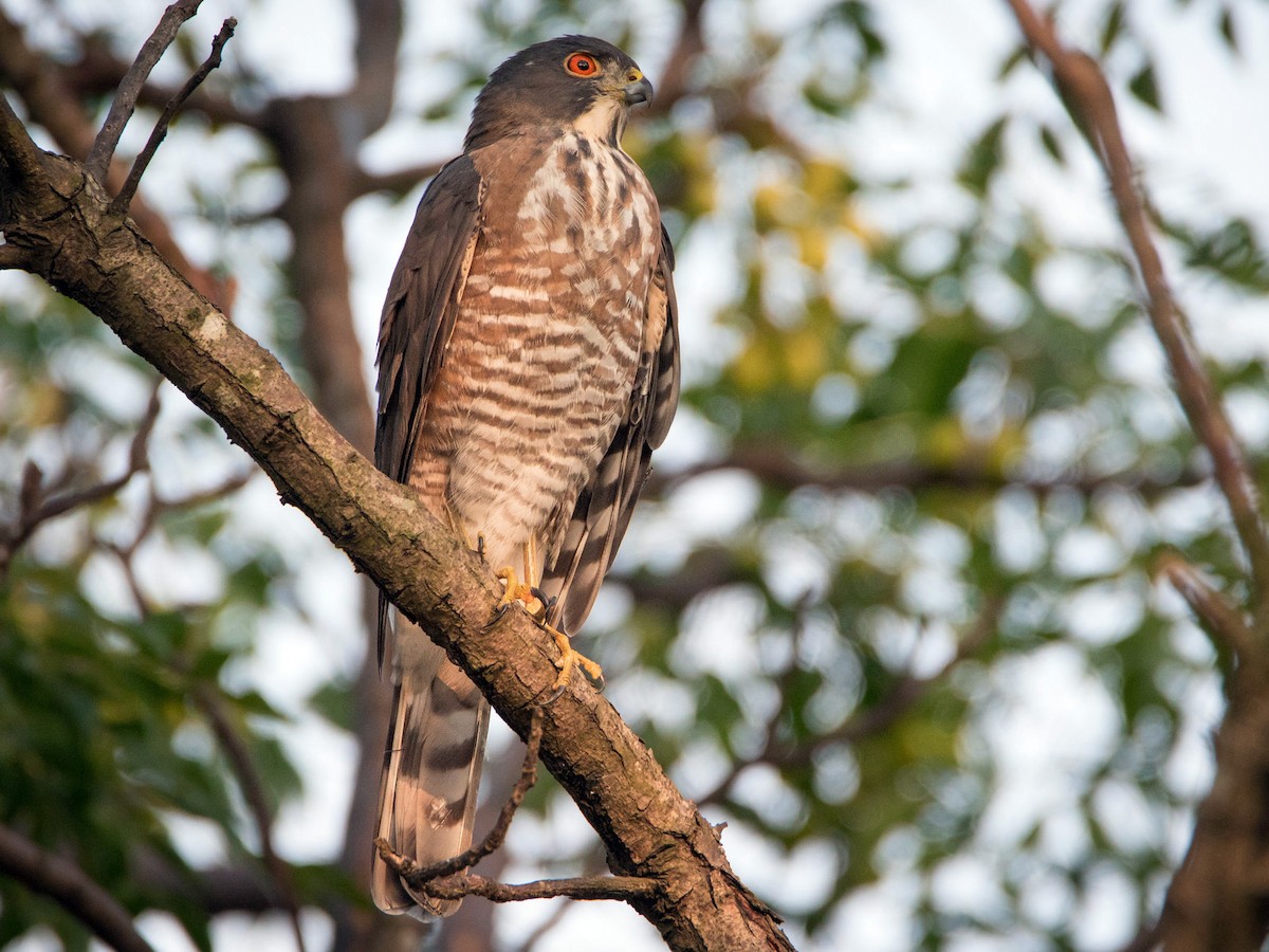 Besra - Accipiter virgatus - Birds of the World