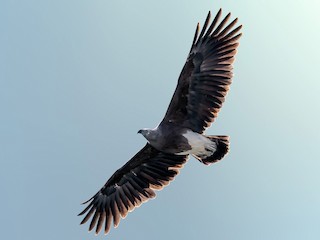  - Lesser Fish-Eagle