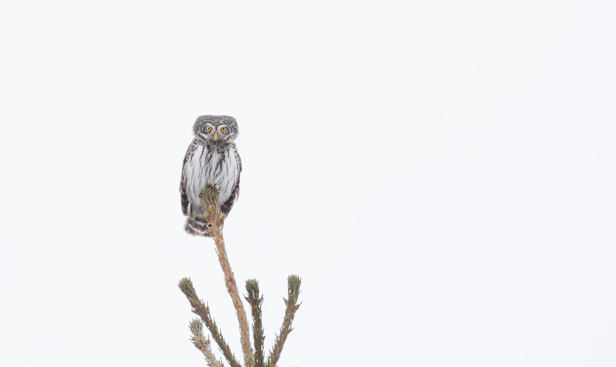 Eurasian Pygmy-Owl - ML145680491