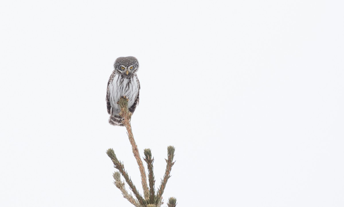 Eurasian Pygmy-Owl - ML145680641