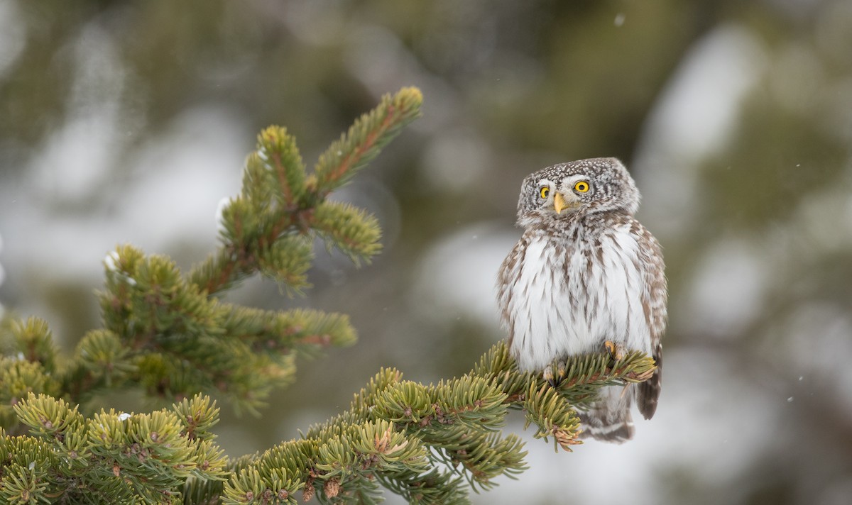 Eurasian Pygmy-Owl - Ian Davies