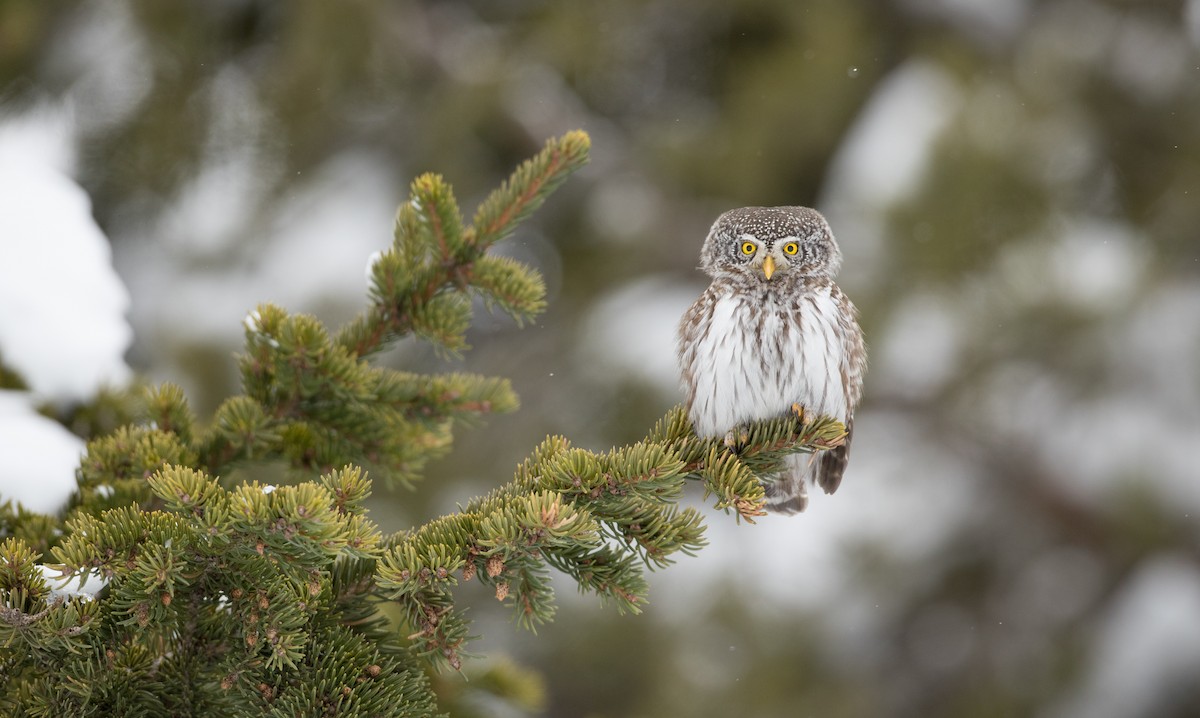 Eurasian Pygmy-Owl - Ian Davies