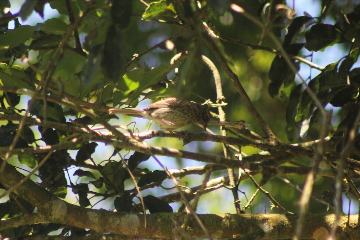 Rufous-collared Sparrow - ML145681841