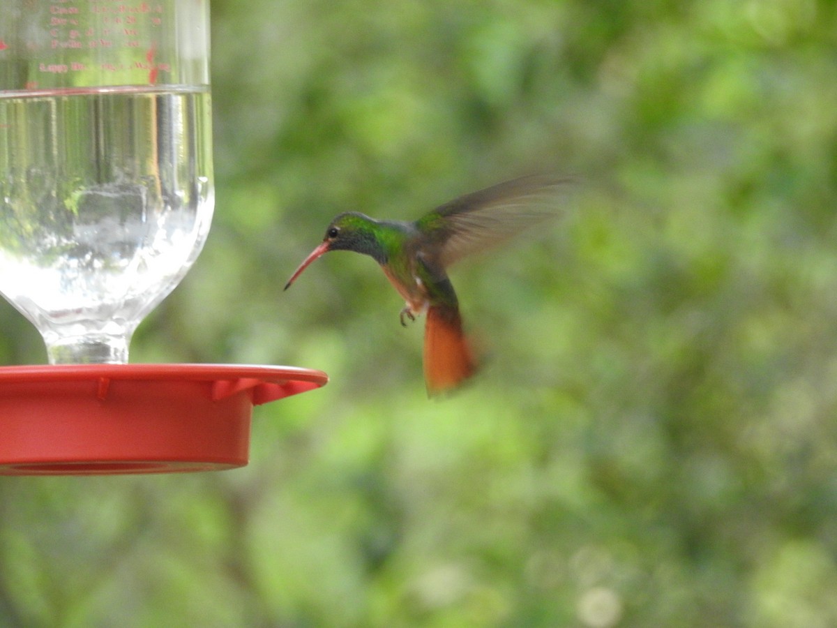 Buff-bellied Hummingbird - Debbi Senechal