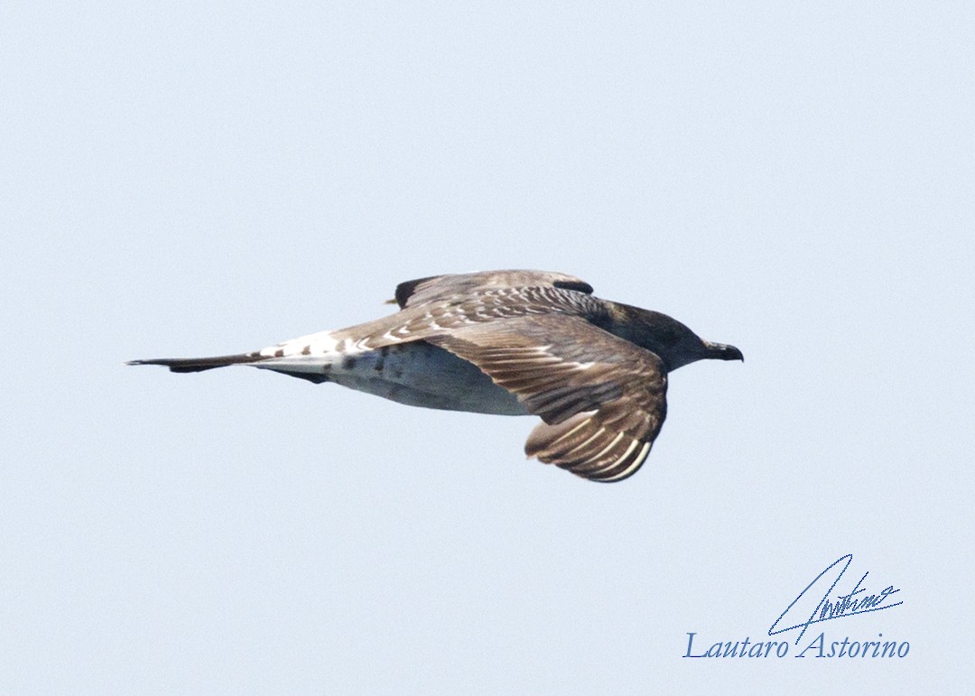Long-tailed Jaeger - ML145684231