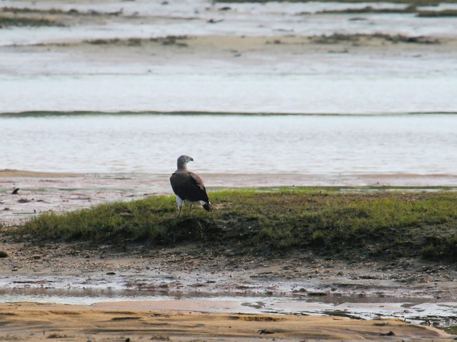 Gray-headed Fish-Eagle - Don-Jean Léandri-Breton