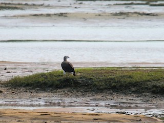 Habitat - ML145684711