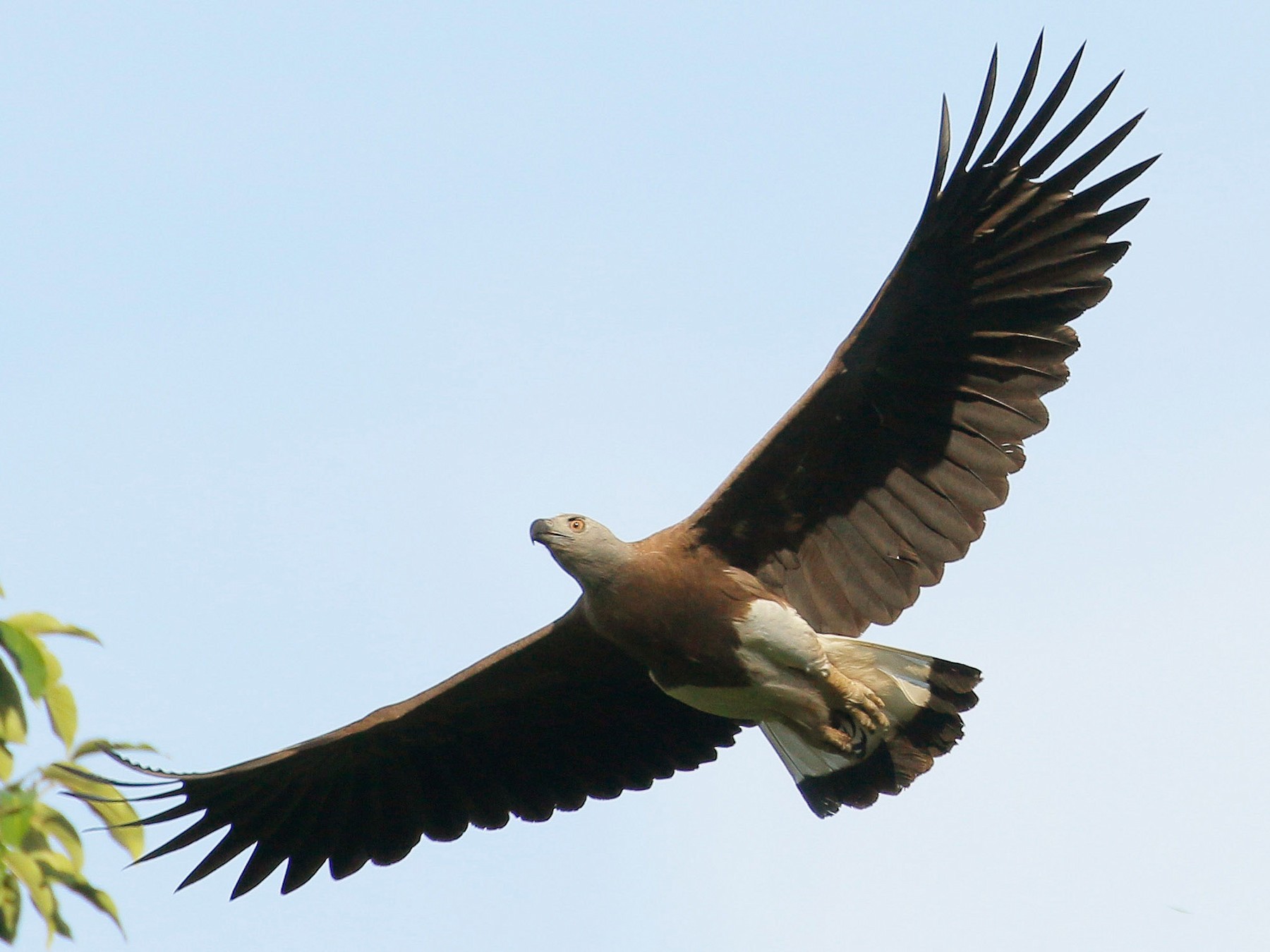 Gray-headed Fish-Eagle - Neoh Hor Kee