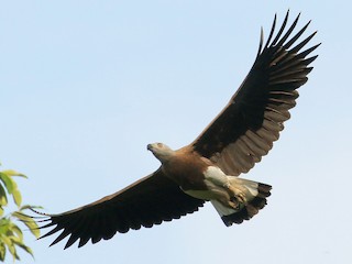 นกเต็มวัย - Neoh Hor Kee - ML145684721