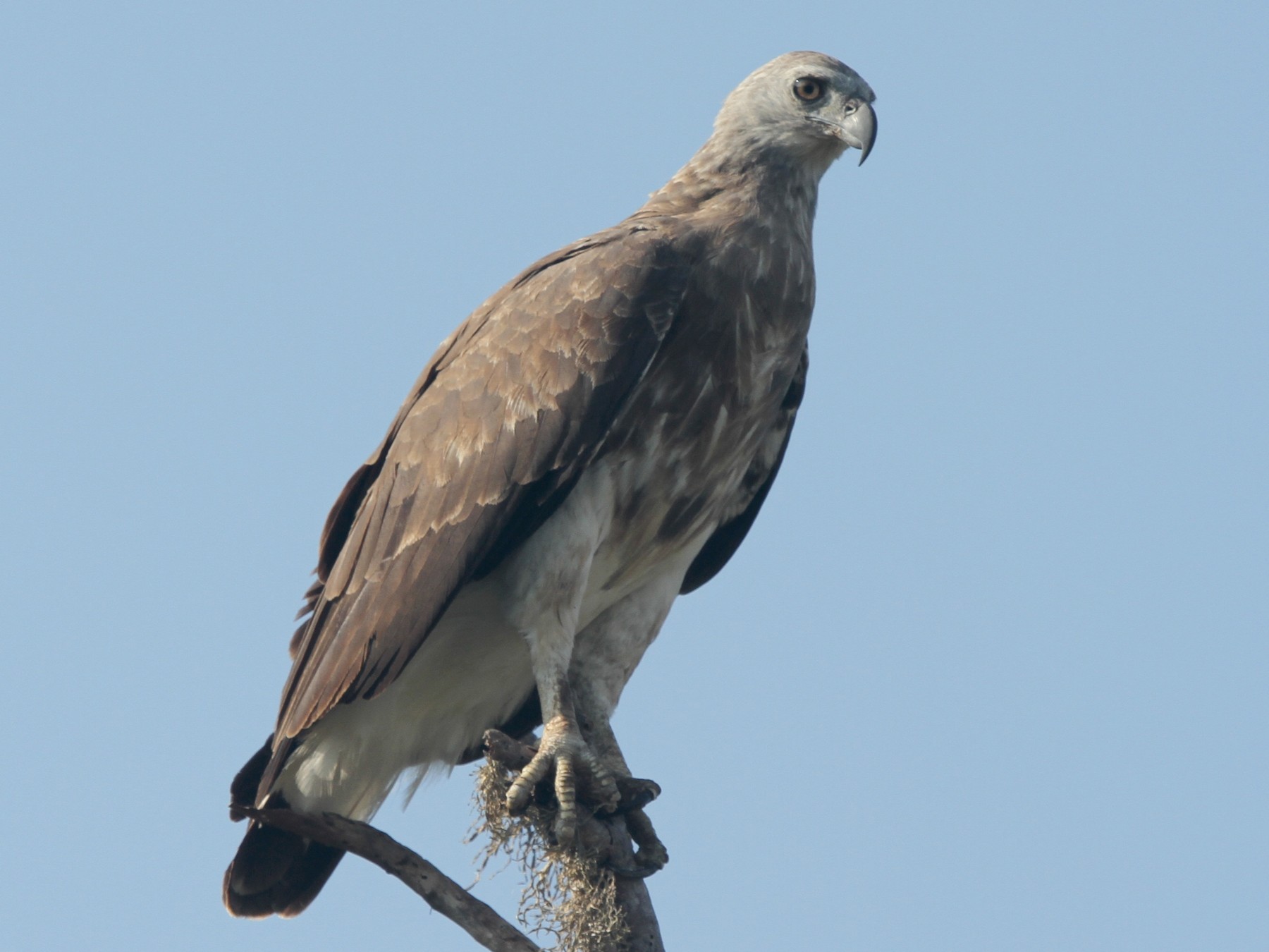 Gray-headed Fish-Eagle - James (Jim) Holmes