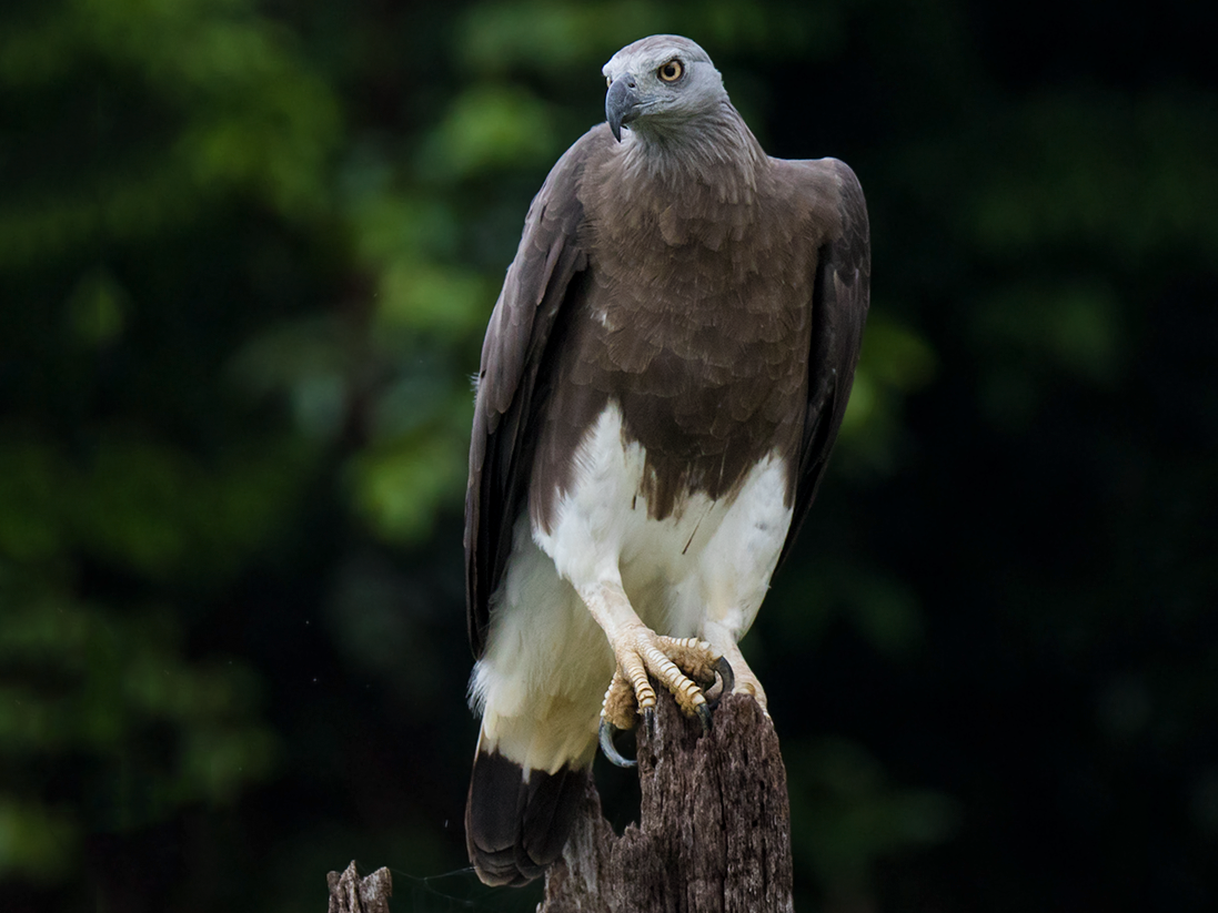 Gray-headed Fish-Eagle - Wich’yanan Limparungpatthanakij